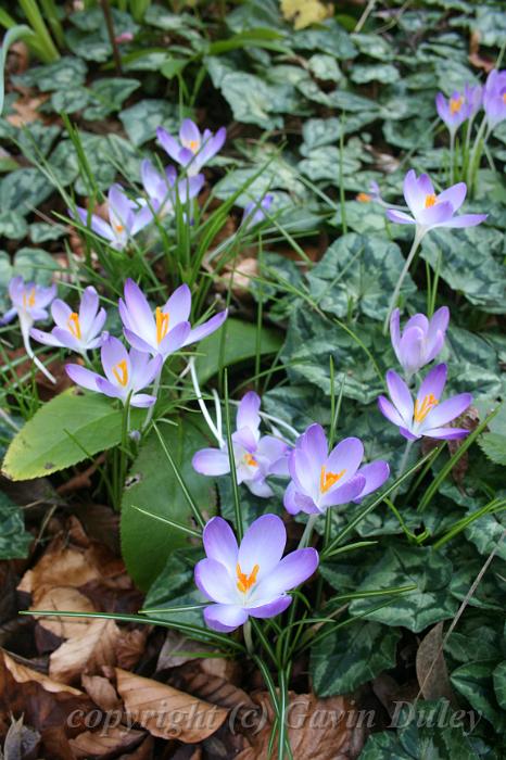 Crocuses, Tindale Gardens IMG_6759.JPG